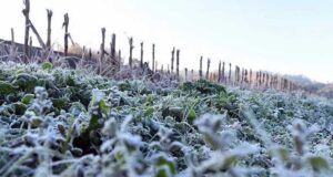 Ante la posibilidad de heladas en Sinaloa, productores deben tomar medidas para evitar daños, señala especialista
