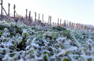 Ante la posibilidad de heladas en Sinaloa, productores deben tomar medidas para evitar daños, señala especialista