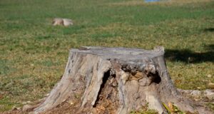 Comodidades de la modernidad aceleran el deterioro de la biosfera, señala experto