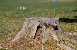 Comodidades de la modernidad aceleran el deterioro de la biosfera, señala experto