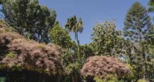 Admira la fascinante floración de la Lluvia de Orquídeas en Jardín Botánico Culiacán