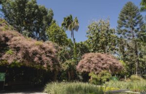 Admira la fascinante floración de la Lluvia de Orquídeas en Jardín Botánico Culiacán