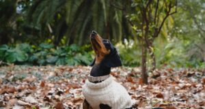 Jardín Botánico Culiacán promueve una cultura dogfriendly; disfruta este espacio junto a tu mascota