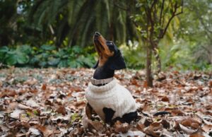 Jardín Botánico Culiacán promueve una cultura dogfriendly; disfruta este espacio junto a tu mascota