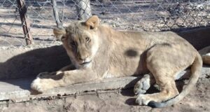 Ante la grave situación ambiental exigen al Partido Verde que “deje de hacerse el verde” y que legisle a favor de los animales silvestres