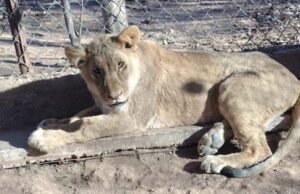 Ante la grave situación ambiental exigen al Partido Verde que “deje de hacerse el verde” y que legisle a favor de los animales silvestres