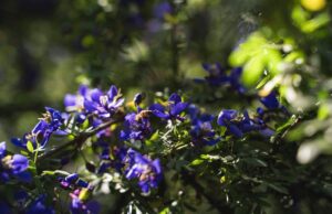 Vive el “despertar” de la primavera en Jardín Botánico Culiacán