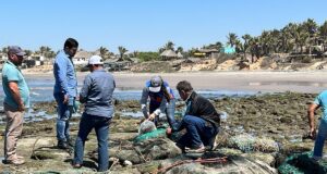 Persistencia de marea roja en costas de Sinaloa no es común; ocurre por la llegada de carga orgánica al océano
