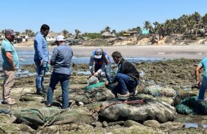 Persistencia de marea roja en costas de Sinaloa no es común; ocurre por la llegada de carga orgánica al océano
