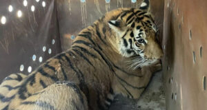 Ostok Sanctuary y autoridades rescatan a dos tigres extremadamente violentos en Sinaloa