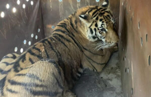 Ostok Sanctuary y autoridades rescatan a dos tigres extremadamente violentos en Sinaloa