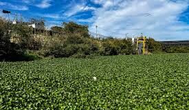 Necesario crear una estrategia que defina desplazamiento del lirio acuático sobre ríos de Culiacán