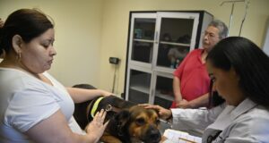 ¿De viaje? Especialista de la UAS brinda opciones y recomendaciones para el cuidado de las mascotas