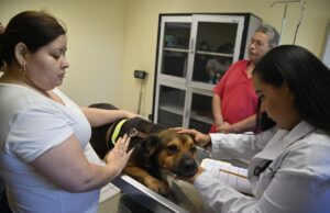 ¿De viaje? Especialista de la UAS brinda opciones y recomendaciones para el cuidado de las mascotas