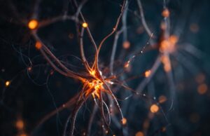 La ansiedad es problema del sistema inmunitario revela estudio de Harvard