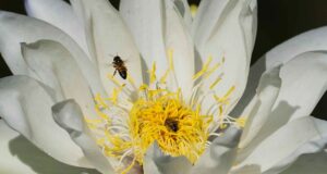 Jardín Botánico Culiacán: el paraíso de los polinizadores