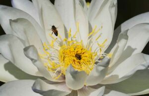 Jardín Botánico Culiacán: el paraíso de los polinizadores