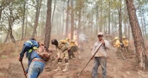 Incendios en Concordia y Badiraguato son atendidos de manera interinstitucional: Navarrete Cuevas
