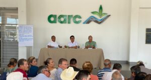 Productores de maíz analizan estrategias de comercialización ante mercado desfavorable