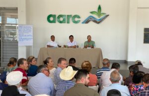 Productores de maíz analizan estrategias de comercialización ante mercado desfavorable