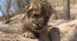 Esperanza entre la violencia: nace cachorra de león en refugio de Mazatlán