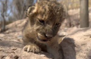 Esperanza entre la violencia: nace cachorra de león en refugio de Mazatlán