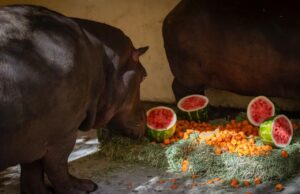 ¡Llegan dos nuevos hipopótamos al Zoológico de Culiacán!