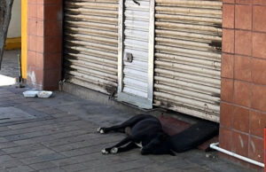 Rescatan a perrito “El Negro”, hachiko de Culiacán