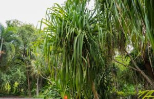 Conoce Pandanus, los árboles que caminan del Jardín Botánico Culiacán