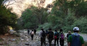 Estudiante de la UAS decubre nueva especie de insecto primitivo en Sinaloa