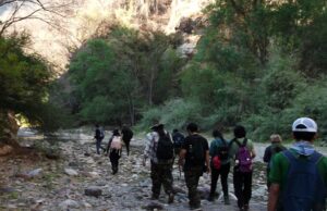 Estudiante de la UAS decubre nueva especie de insecto primitivo en Sinaloa