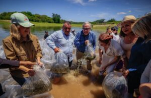 Inicia programa de repoblamiento de presas en Sinaloa con más de 24 millones de alevines