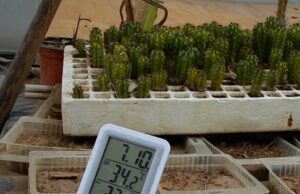 Maestranda de la UAS investiga características en la germinación del Pitayo de Martínez para reforestar y comercializarlo de manera sustentable