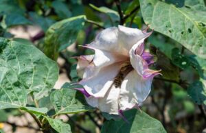 Descubre los mitos sobre el Toloache en la colección Jardín de los Sentidos