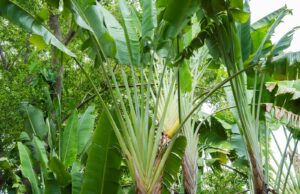 Palma del viajero, la especie que acumula agua en su interior para insectos y microrganismos