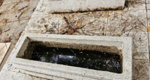 Panteones, unos de los mayores focos de dengue en Sinaloa; necesario trabajar en ellos: investigadores UAS