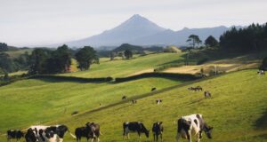 UGRS busca mejorar el precio de la leche en Sinaloa para apoyar a ganaderos
