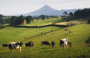 UGRS busca mejorar el precio de la leche en Sinaloa para apoyar a ganaderos