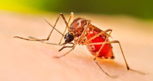 Sinaloa, uno de los estados más afectados por casos de dengue en el país; sin embargo, la lluvia no tiene relación alguna con la incidencia anual