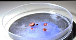 Urgente asumir medidas preventivas en hogares y colonias para controlar la rickettsiosis