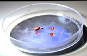 Urgente asumir medidas preventivas en hogares y colonias para controlar la rickettsiosis