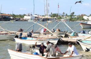 Definen fechas de apertura de la temporada de pesca de camarón en el Pacífico Mexicano