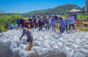 Con el respaldo del gobernador, Rubén Rocha Moya, El Varejonal recibe 2 millones de alevines de tilapia