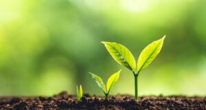 Especialistas destacan la agricultura responsable como clave para un futuro sostenible