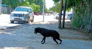 Rescate de perrita en Culiacán: PC salva a un animal con discapacidad