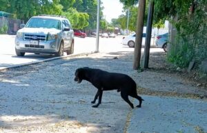 Rescate de perrita en Culiacán: PC salva a un animal con discapacidad