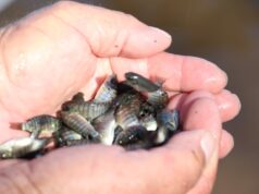 Siembran 250 mil alevines en la presa Vinoramas para fortalecer actividad pesquera local