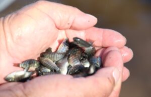 Siembran 250 mil alevines en la presa Vinoramas para fortalecer actividad pesquera local