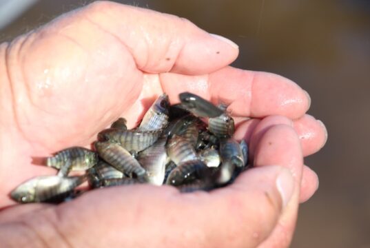 Siembran 250 mil alevines en la presa Vinoramas para fortalecer actividad pesquera local