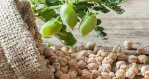 Se fortalecen siembras de temporal en Sinaloa, con apoyo del Gobierno del Estado: Ismael Bello Esquivel